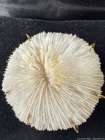 Front view of circular fossil coral pendant/brooch showing radial ribbing and prong setting