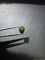 Pear cabochon black opal held by tweezers showing play of colour