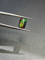 Cushion cabochon Ethiopian black opal held in tweezers showing red and green play of colour