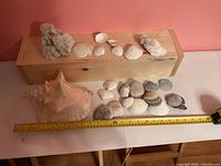 Overview of all shells and coral with tape measure