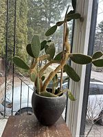 Side view of mature bunny ear cactus in stone pot on table