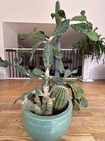 Overall view of pot with all four cacti visible