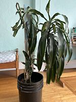 Full view of the potted corn plant showing height, canes, foliage and black bucket