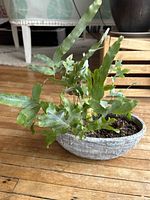 Fern with lobed green leaves in grey oval stone-texture planter on hardwood floor