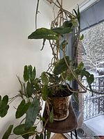 Full view of philodendron in gold plastic pot, showing overall size and vine growth