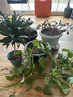 Four potted plants grouped on floor
