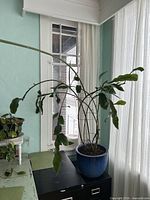 Full view of mature Queen of the Night plant in pot with support frame