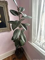 Full view of tall rubber tree with dark green leaves in plastic pot