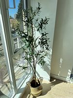 Full view of olive tree in basket by window