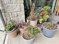Cluster of assorted planters with plants and soil
