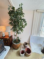 Full view of artificial ficus tree in ceramic pot with additional planters on floor