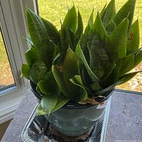 Top view of Dracaena trifasciata 'Hahnii' in green ceramic pot
