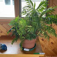 Whole pot with mixed plants and saucer