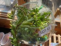 Overhead view of glass bowl planter with trailing succulent, butterfly clip visible