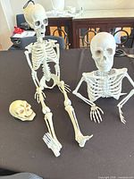 Two skeleton figures and loose skull on table