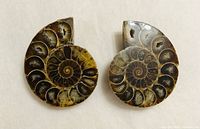 Both ammonite halves front view showing polished chambers
