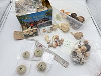 Full lot overview showing all containers, loose shells, sea urchin tests and ruler for scale