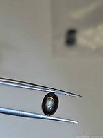 Oval black star sapphire held in tweezers showing golden six-ray star