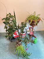 Group view of all potted plants and accessories