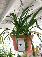 Full view of spider plant hanging from metal hanger in terracotta plastic pot