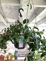 Full view of hanging Hoya plant in black plastic pot with hanger