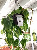 Full view of hanging Philodendron in pot showing foliage and hanger