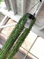 Full view of hanging String of Pearls with long cascading vines