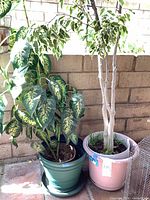 Dieffenbachia in green pot, Ficus in pink pot, tray visible