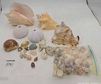 Group shot of all shells including three large shells, two urchin tests, assorted small shells and bag of shells