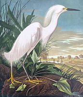 Full view of Snowy Egret lithograph showing bird and landscape