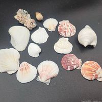 All items laid out: coral, cone shell, spiral shell, bivalve shells
