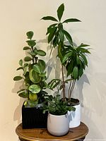 All three houseplants in individual ceramic planters displayed together
