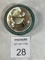 Top view of round glass paperweight showing embedded seashells and green felt edge