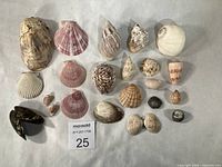 Overall view of all shells laid out, showing variety and condition