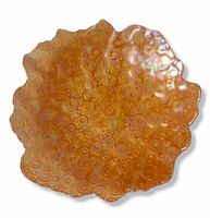top view of marigold carnival glass bowl showing swirl pattern and ruffled edge
