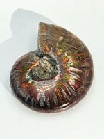 Front view of polished ammonite showing iridescent colors and ribbing