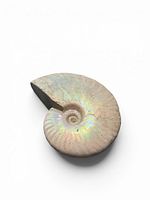 Top view of ammonite showing full spiral and iridescence