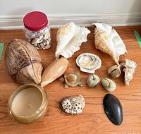overview of all shells, candle, jar, figurine and coral on floor