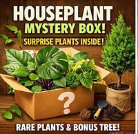 Concept image showing cardboard box of assorted houseplants with conifer sapling