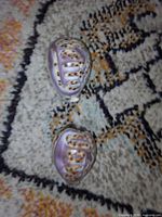 Two carved cowrie shells on patterned surface