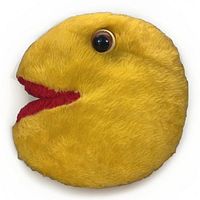 front view showing eye and mouth