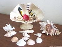 Entire lot with centerpiece and loose shells