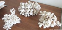 Three coral specimens on tabletop