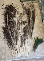 Full view of large bundle and small grouped bundle of peacock feathers