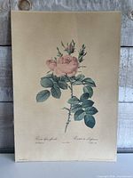 Full view of the botanical print showing artwork and margins