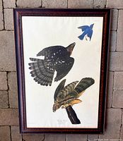 Full view of framed Audubon lithograph
