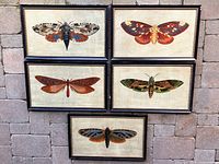 All five framed moth prints displayed together