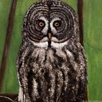 Close-up of owl face and feather detail