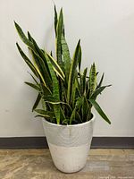 Full view of snake plant in white ribbed ceramic planter