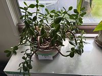Overhead view of mature jade plant in ceramic pot with stones